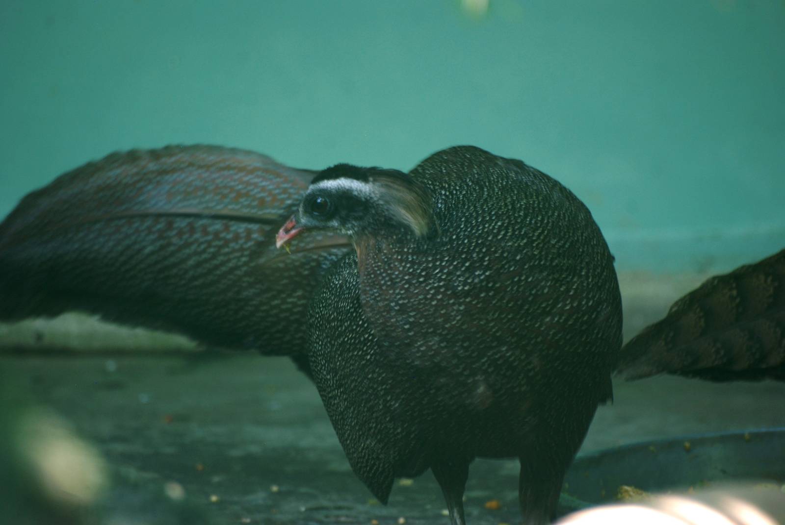 Rheinardt's Crested Argus at Saigon Zoo, 16/03/12