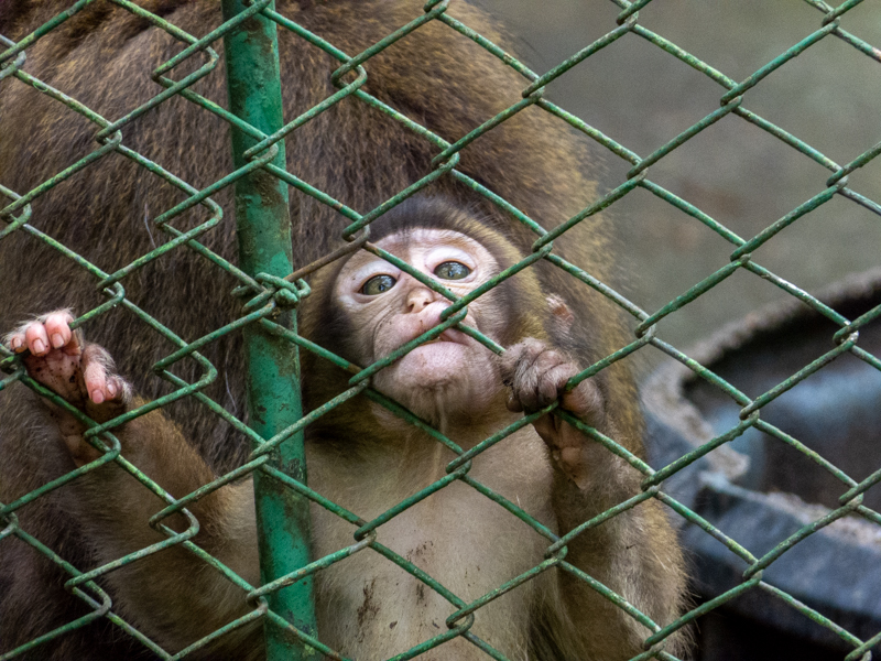 Rhesus macac / Macaca mulatta