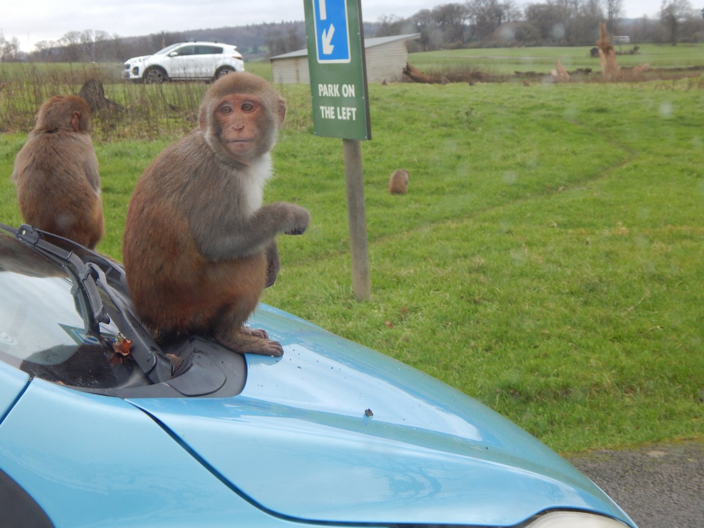 Rhesus macaque 091224