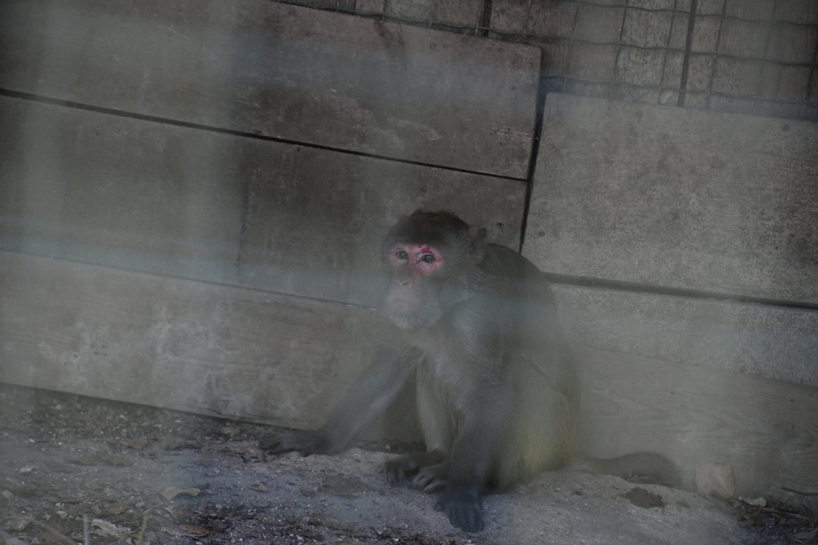 Rhesus Macaque (alone, in a dark cell)