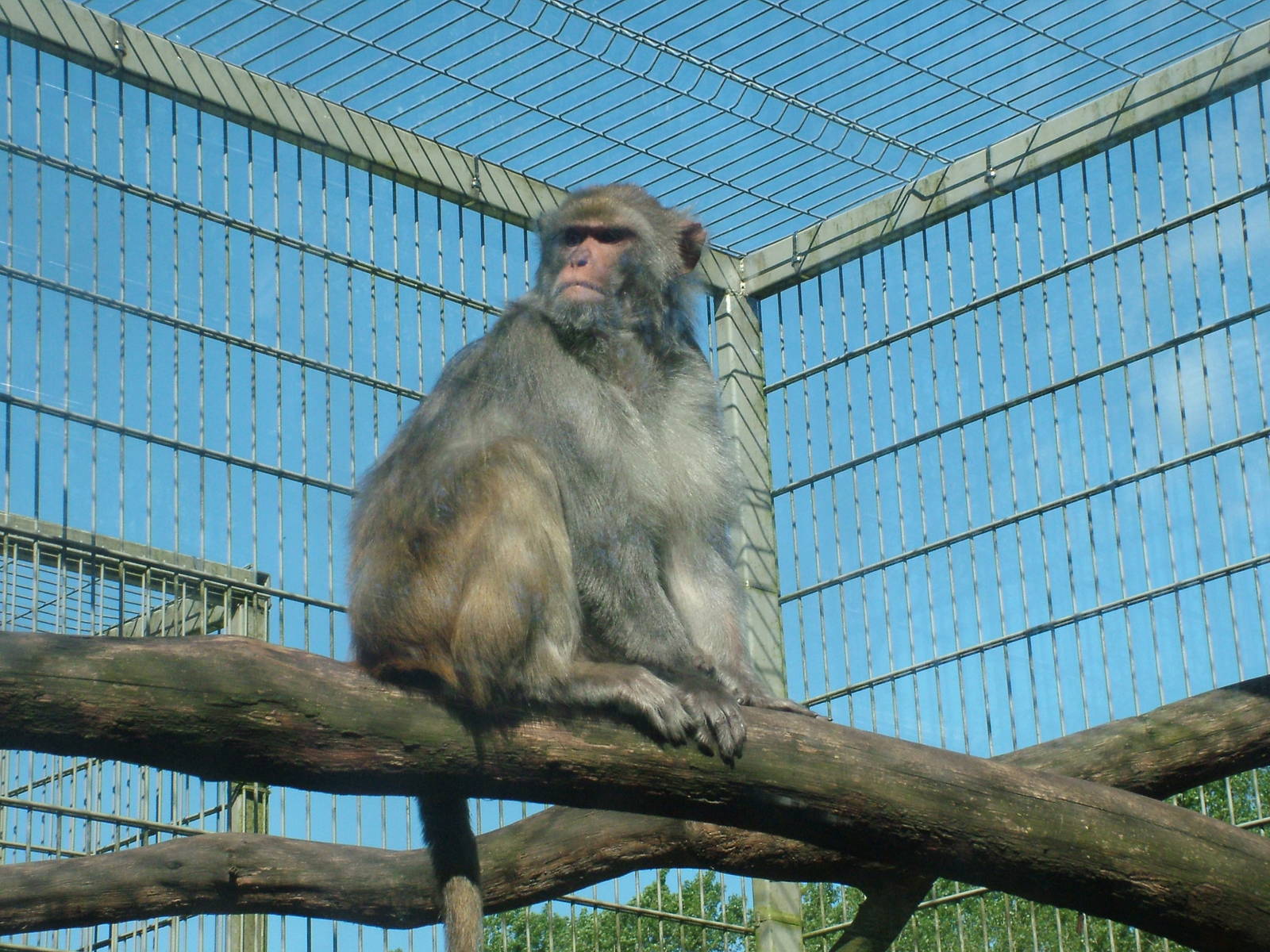 Rhesus Macaque at BestZoo 16/05/09