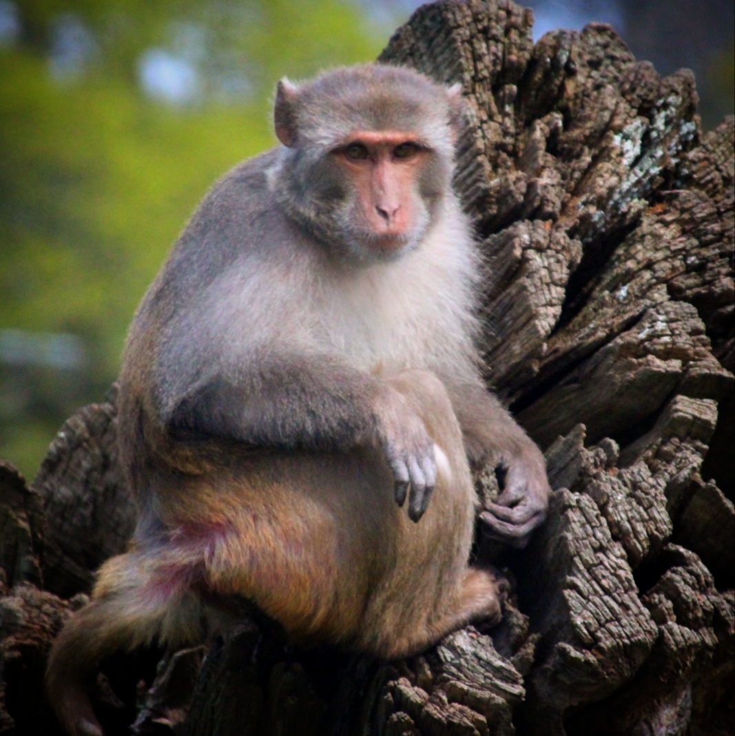 Rhesus Macaque at Longleat