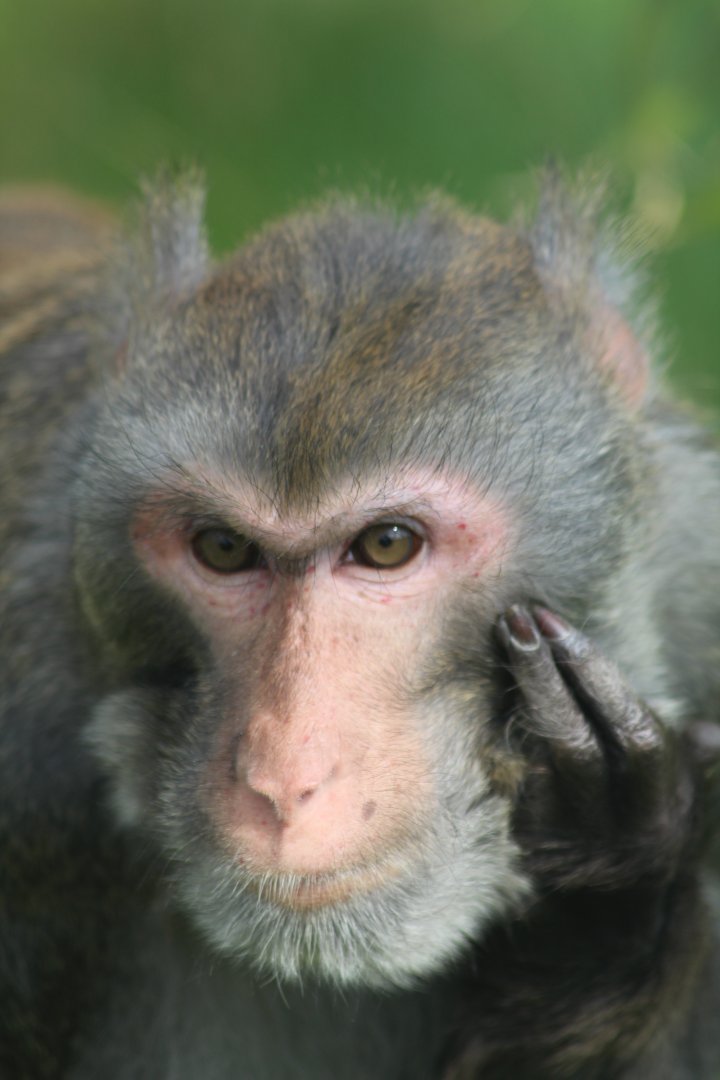 Rhesus macaque at Secret Valley Wildlife park
