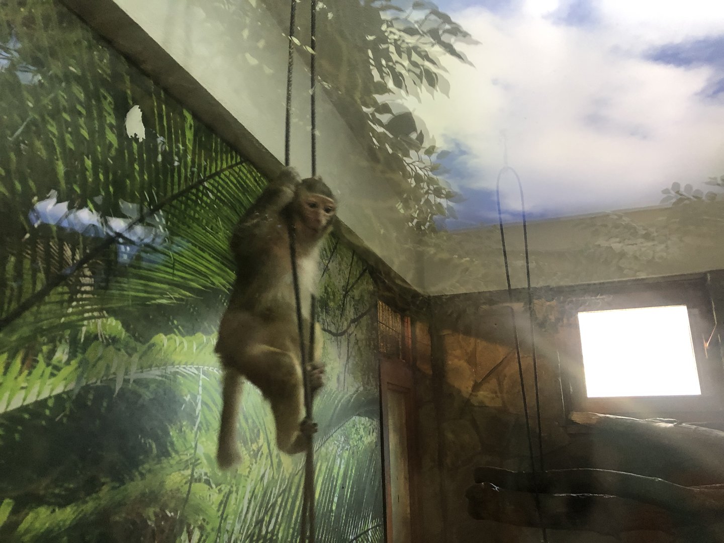 Rhesus Macaque at the Ankara Domestic Animals Park