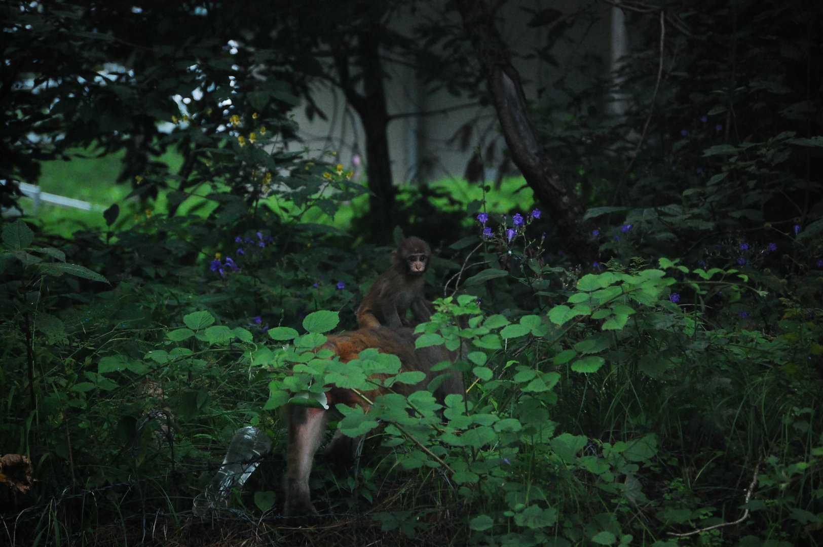 Rhesus macaque - Ayubia National Park 25/8/2020