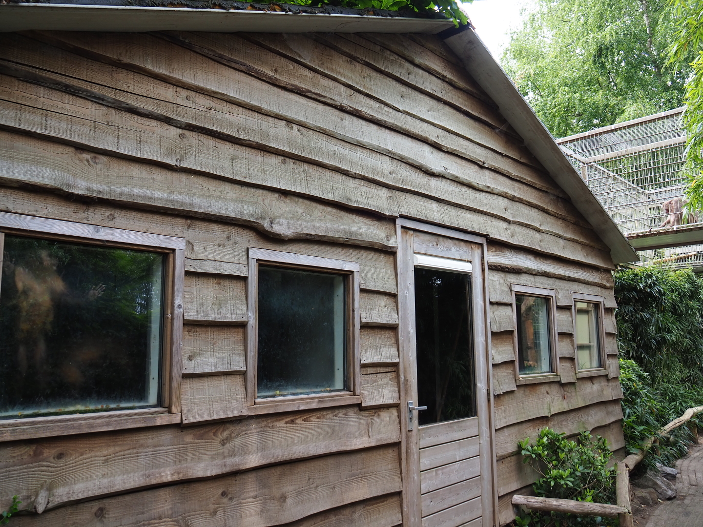 Rhesus macaque, Black-capped capuchin and Ring-tailed coati house, 2019-05-25