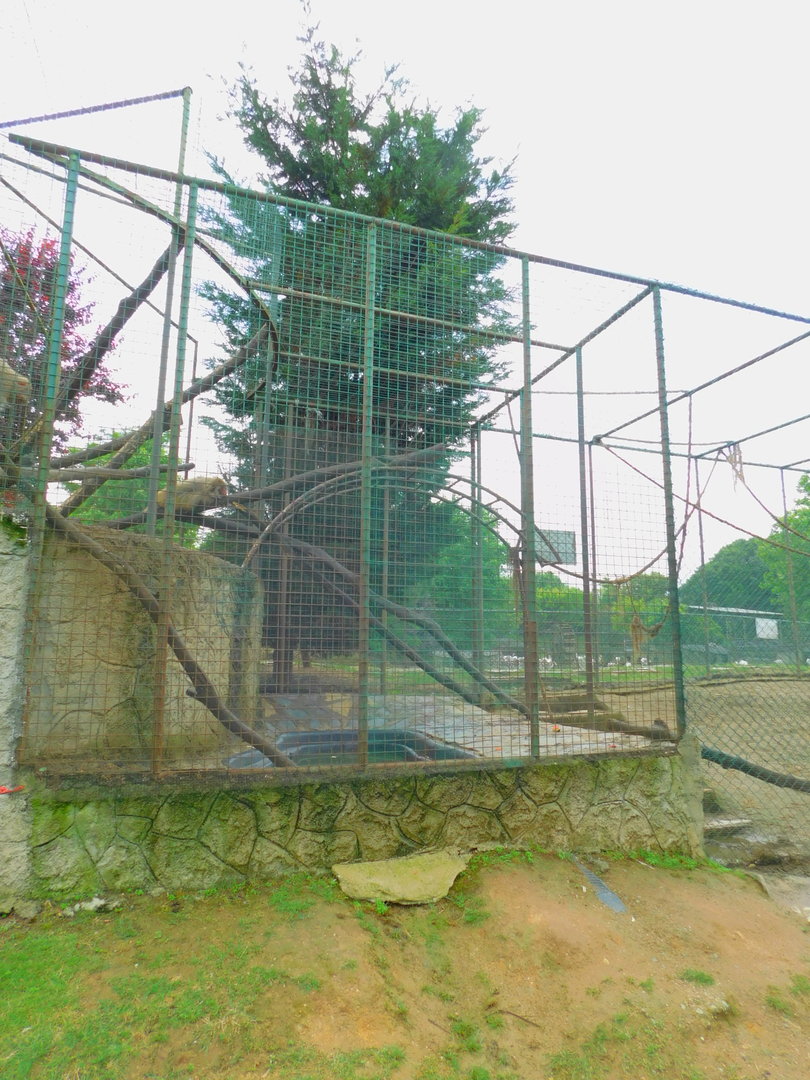 Rhesus Macaque Cage