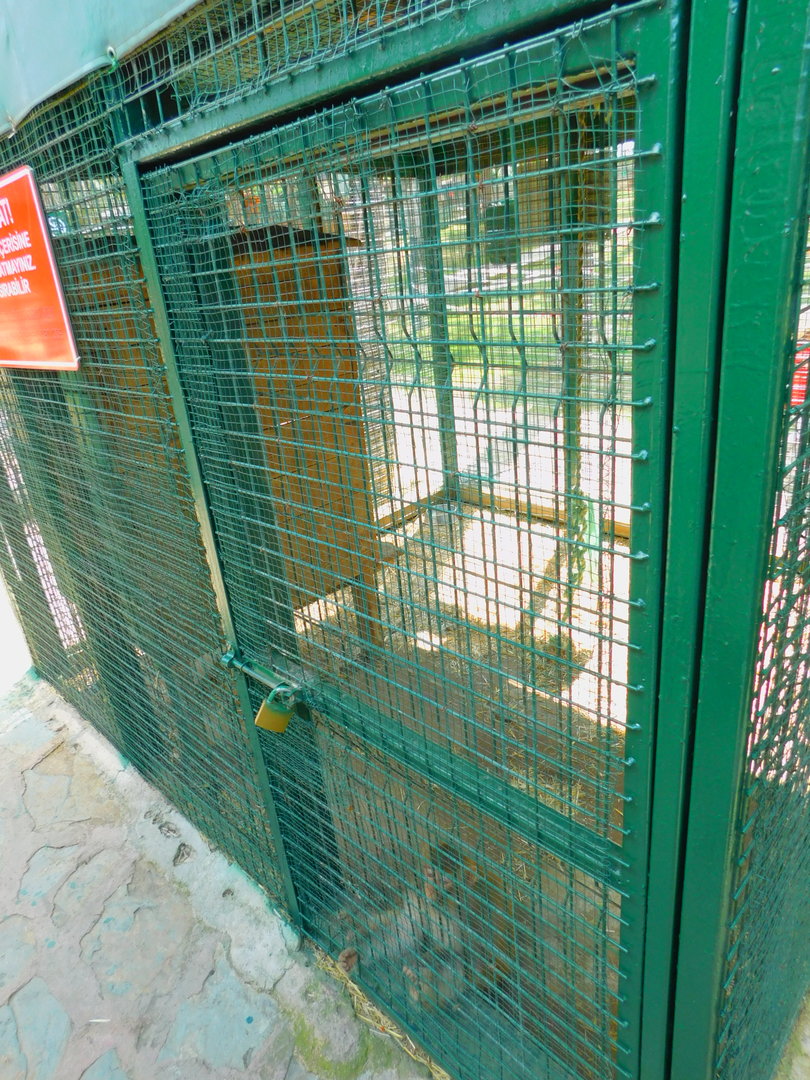 Rhesus Macaque Enclosure at Park Of Istanbul