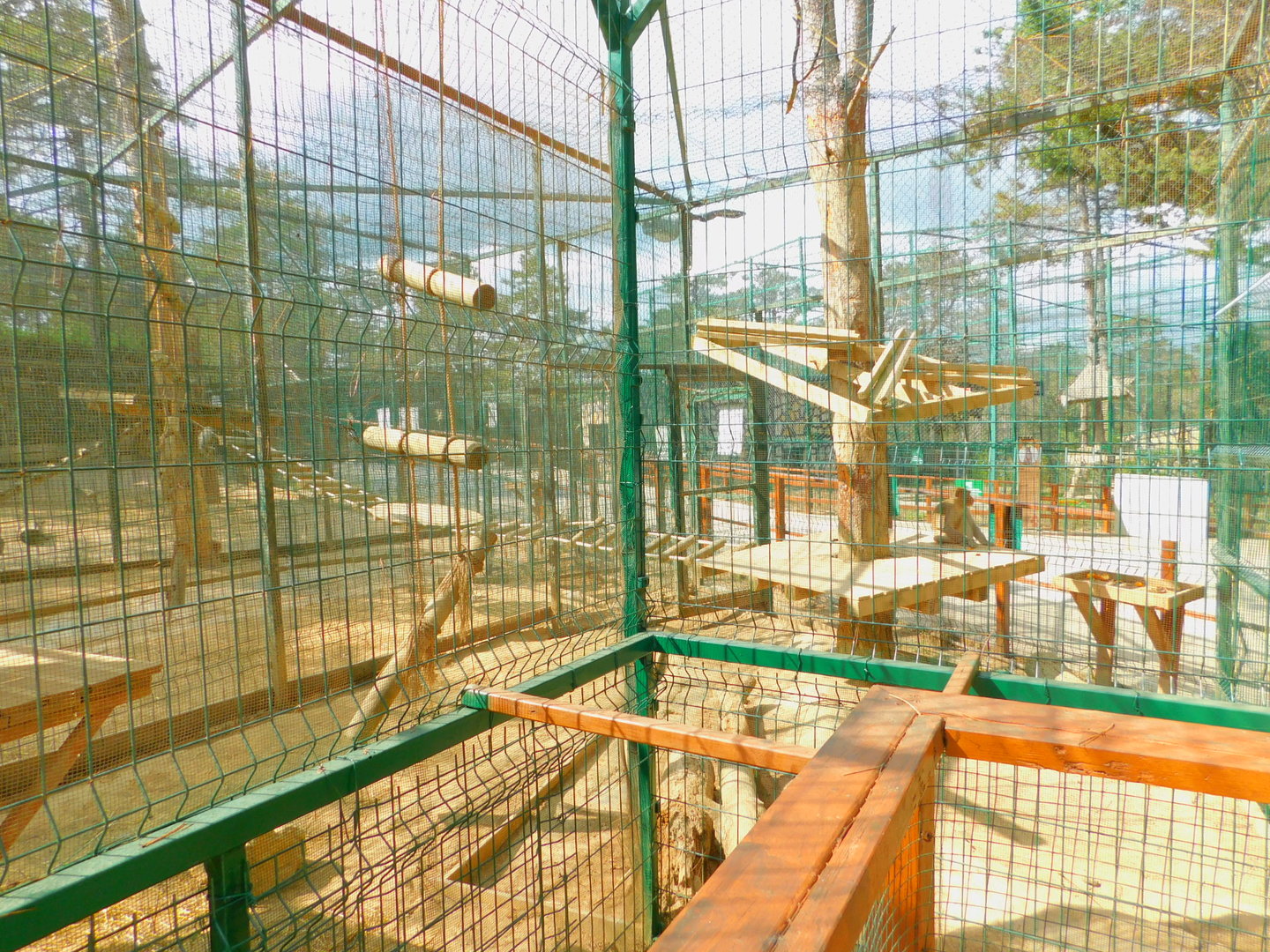 Rhesus Macaque Enclosure at Park of Istanbul