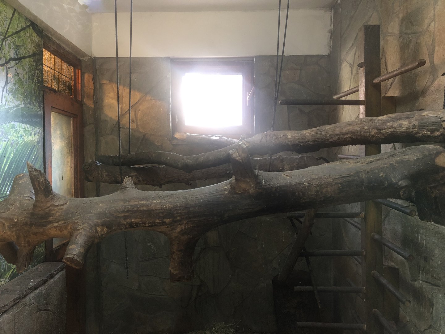 Rhesus Macaque Enclosure at the Ankara Domestic Animals Park