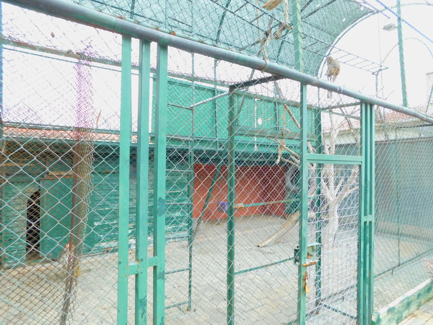 Rhesus Macaque Enclosure at the Karatay Zoo