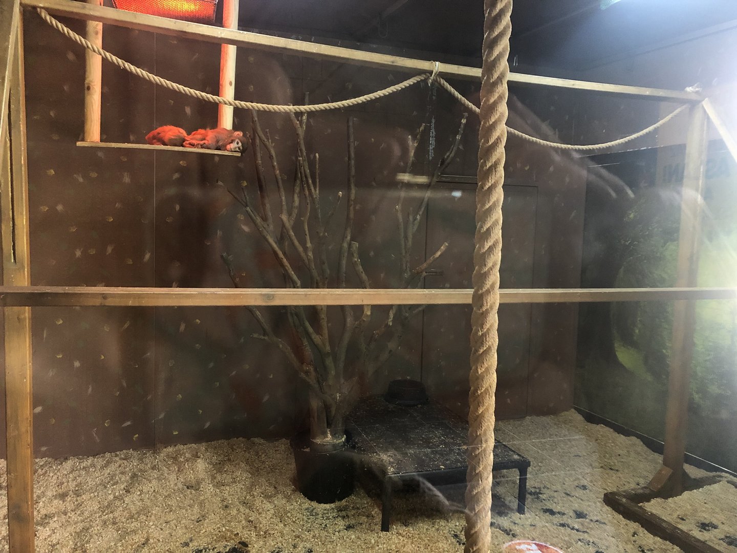 Rhesus Macaque Enclosure at ViaSea Aquarium