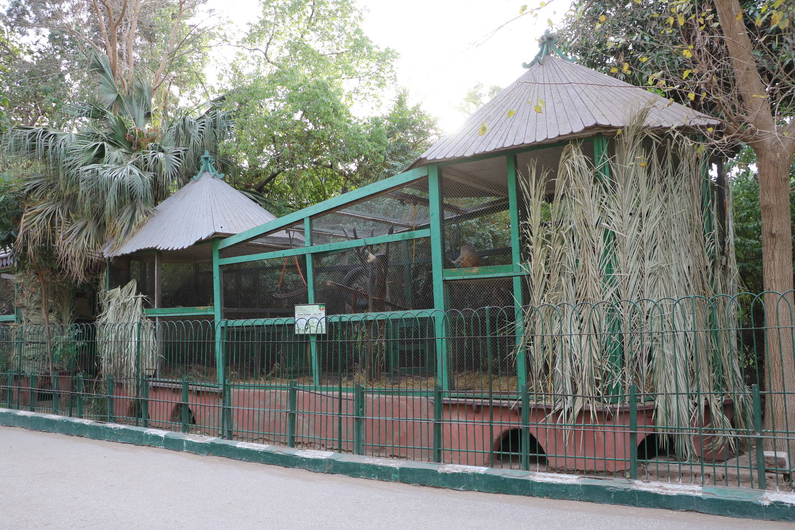 Rhesus macaque enclosure, February 2016