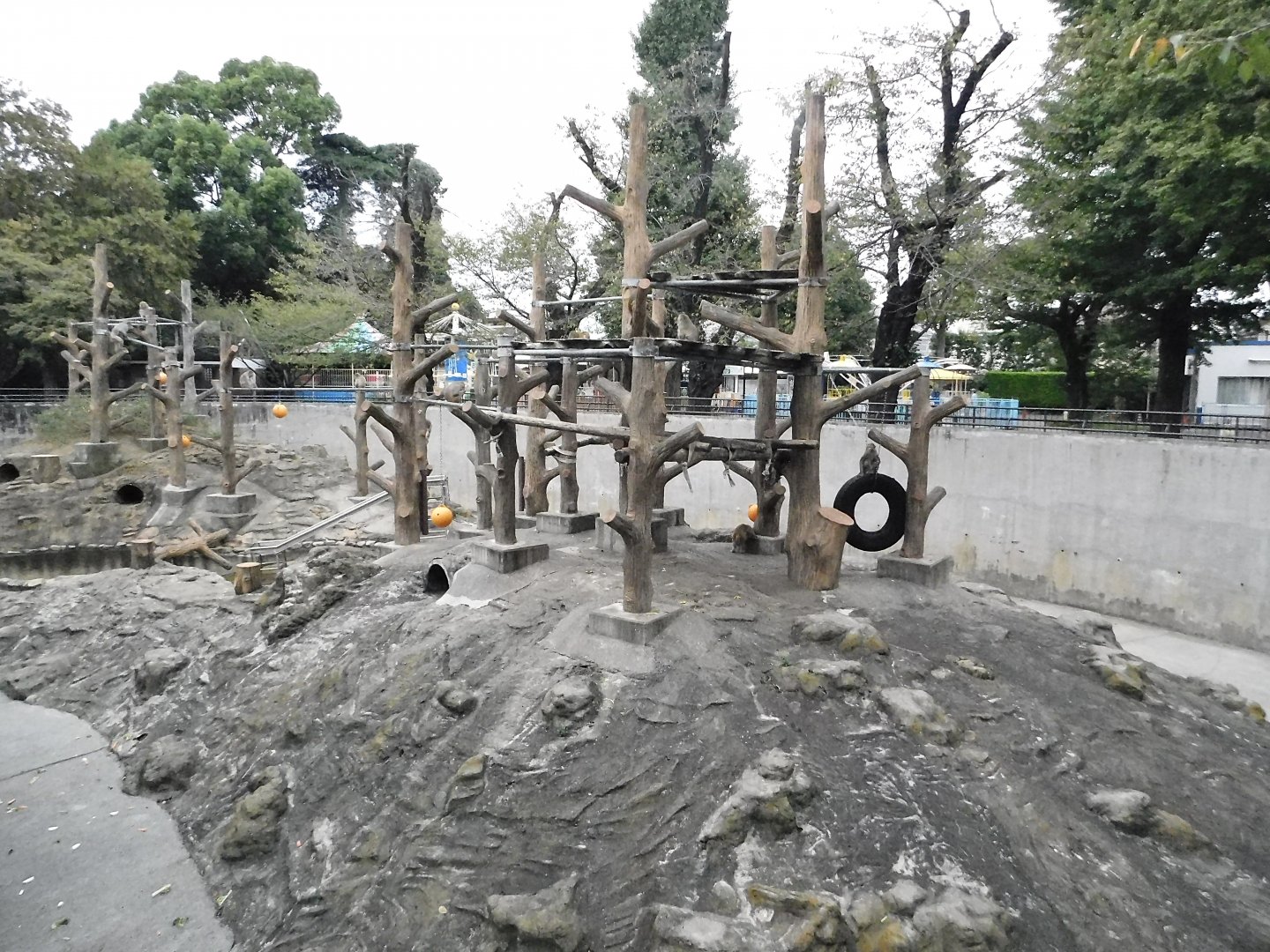 Rhesus Macaque Enclosure October 4, 2025