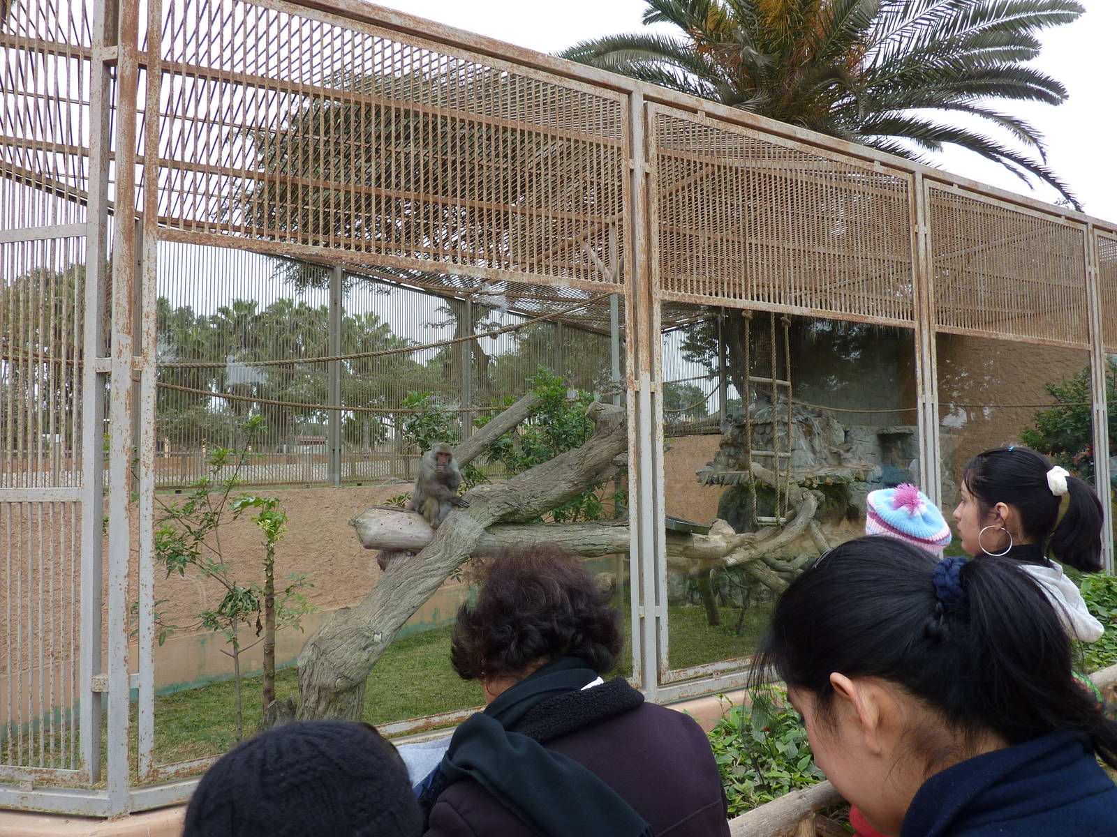 Rhesus macaque enclosure