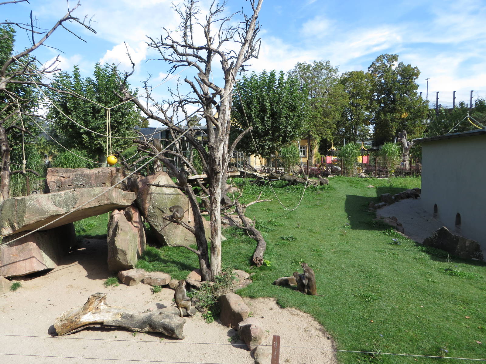Rhesus macaque enclosure