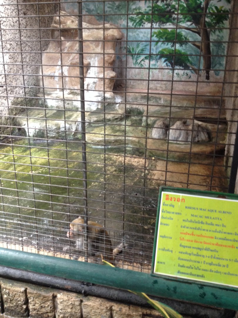 Rhesus Macaque enclosure