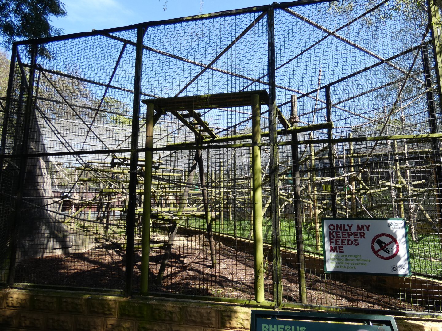 Rhesus macaque enclosure
