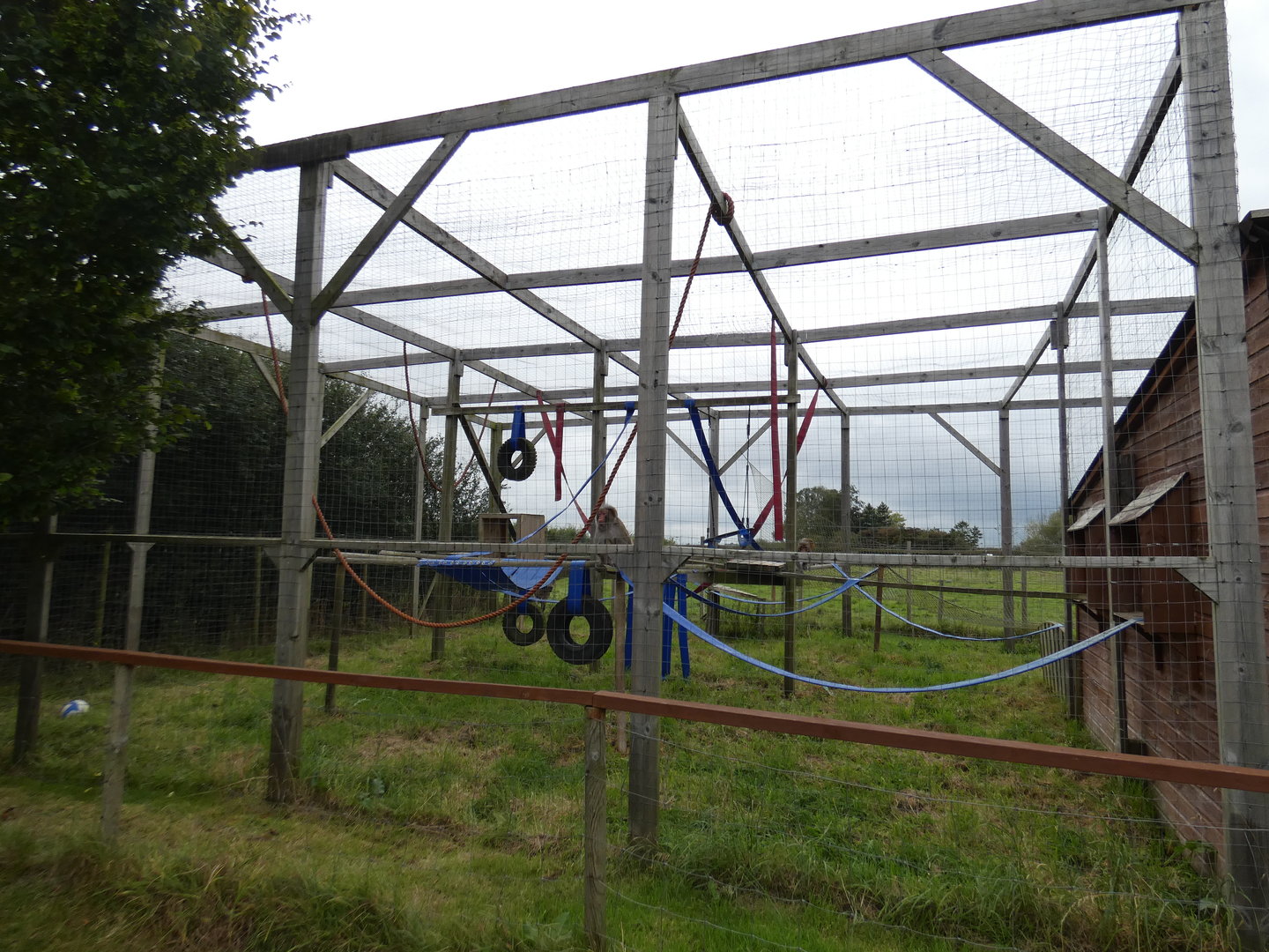 Rhesus macaque enclosure