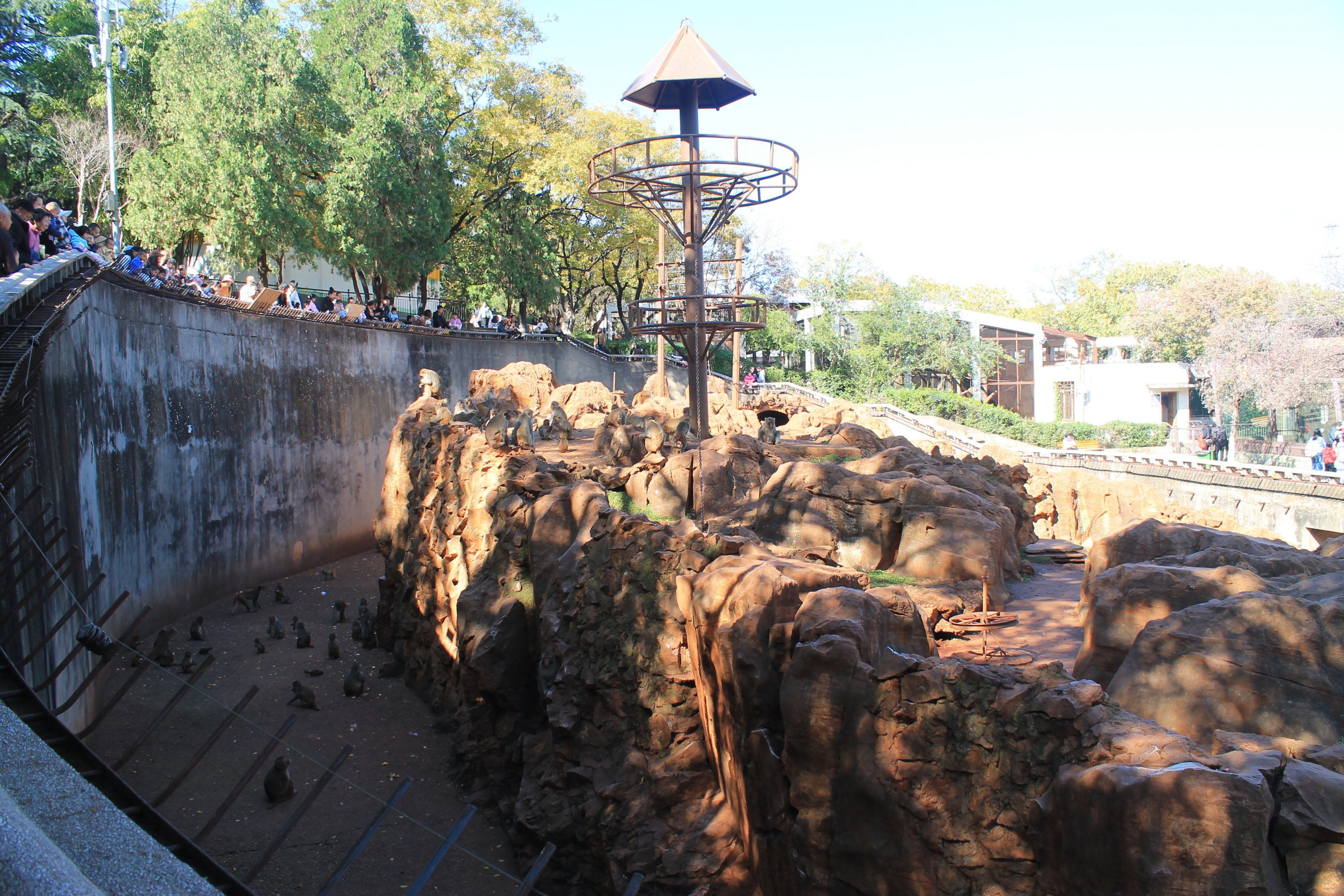 Rhesus Macaque enclosure