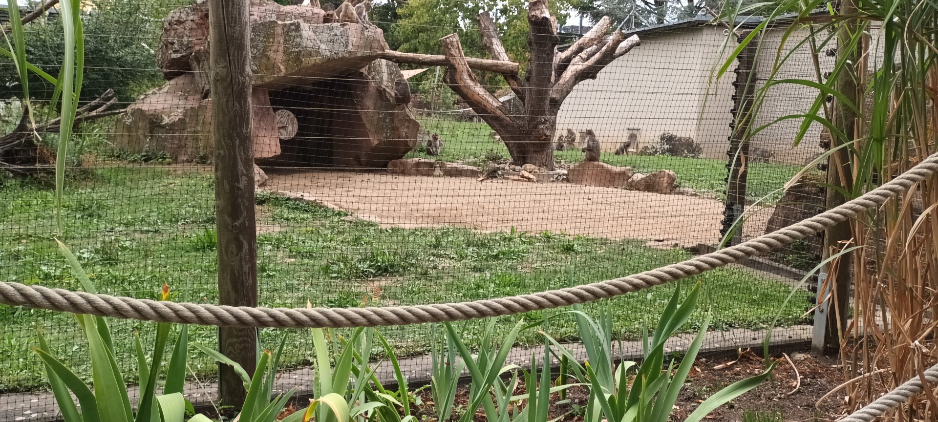 Rhesus Macaque Enclosure