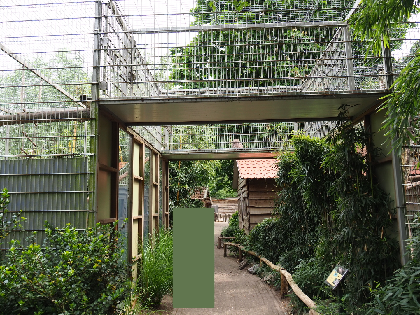 Rhesus macaque exhibit, 2019-05-25