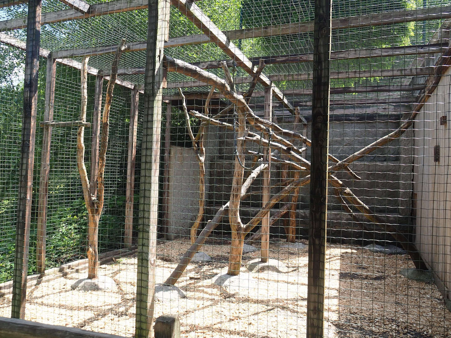 Rhesus macaque exhibit, 2023-06-24