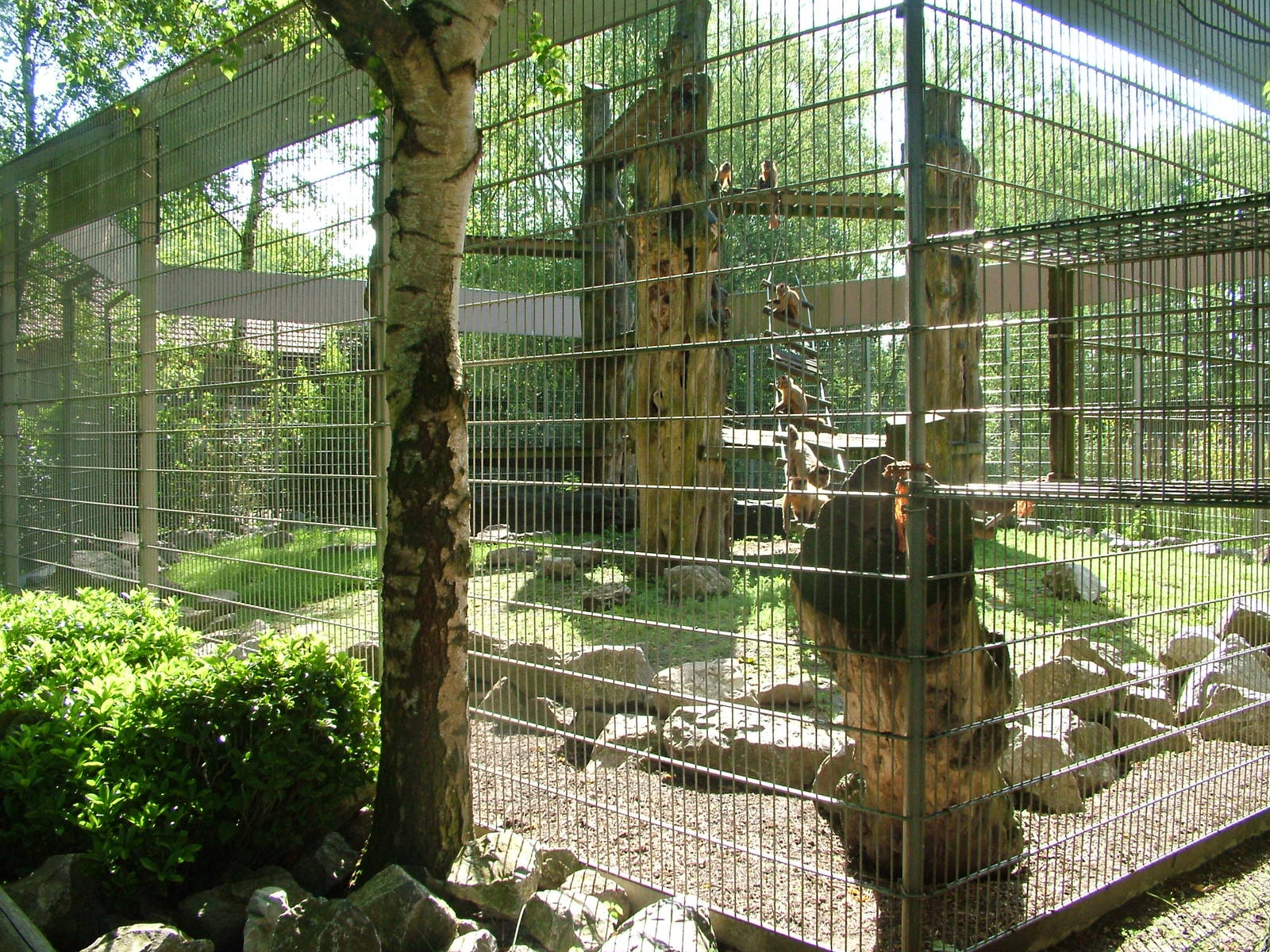 Rhesus Macaque exhibit at BestZoo 16/05/09