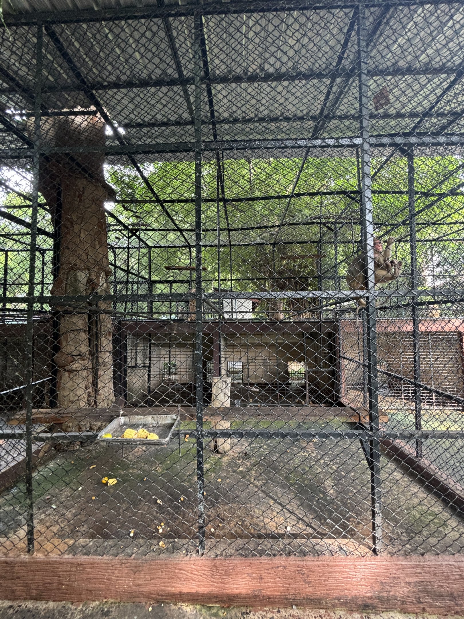 Rhesus Macaque Exhibit - Lopburi Zoo