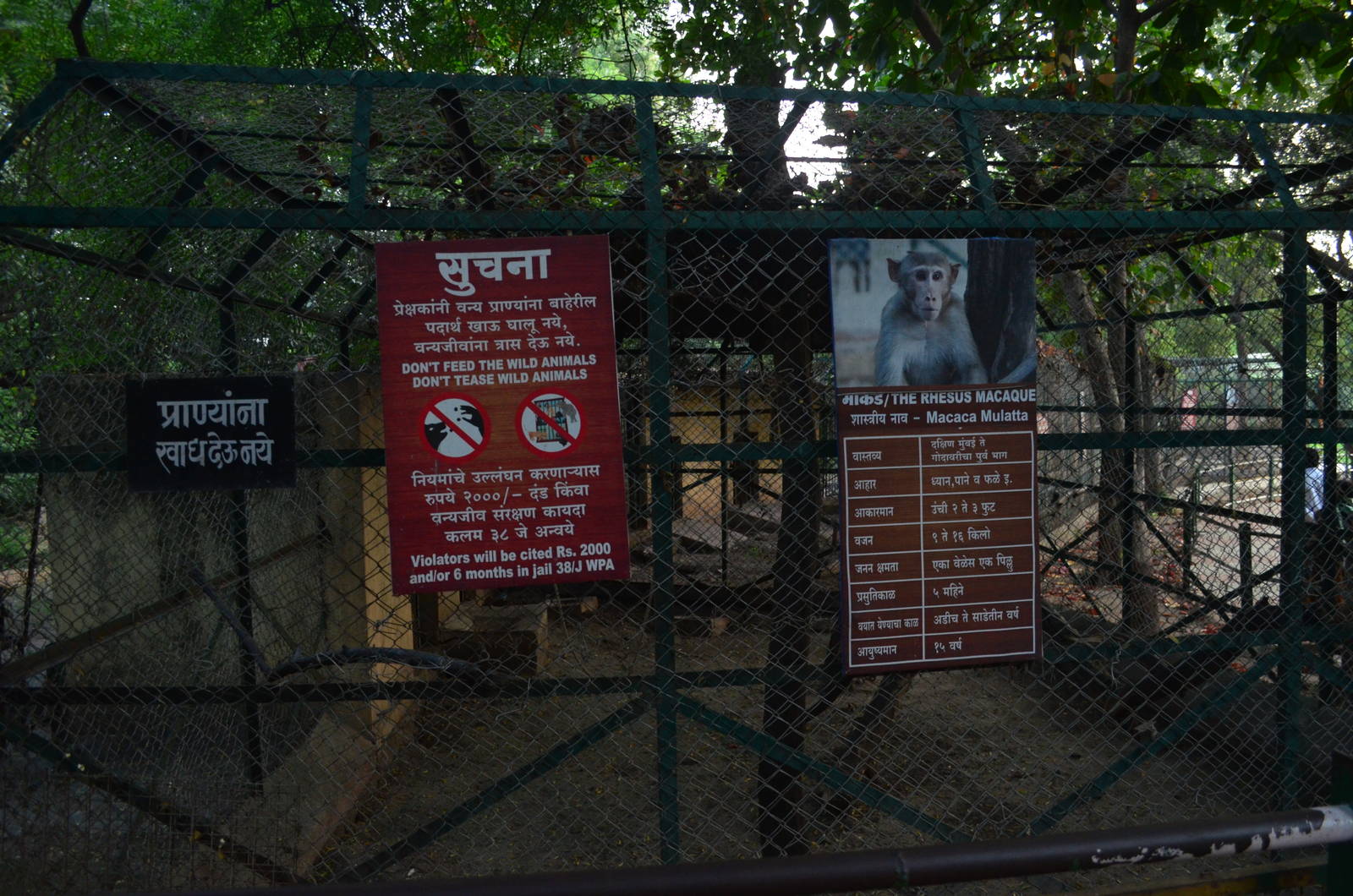 Rhesus macaque exhibit