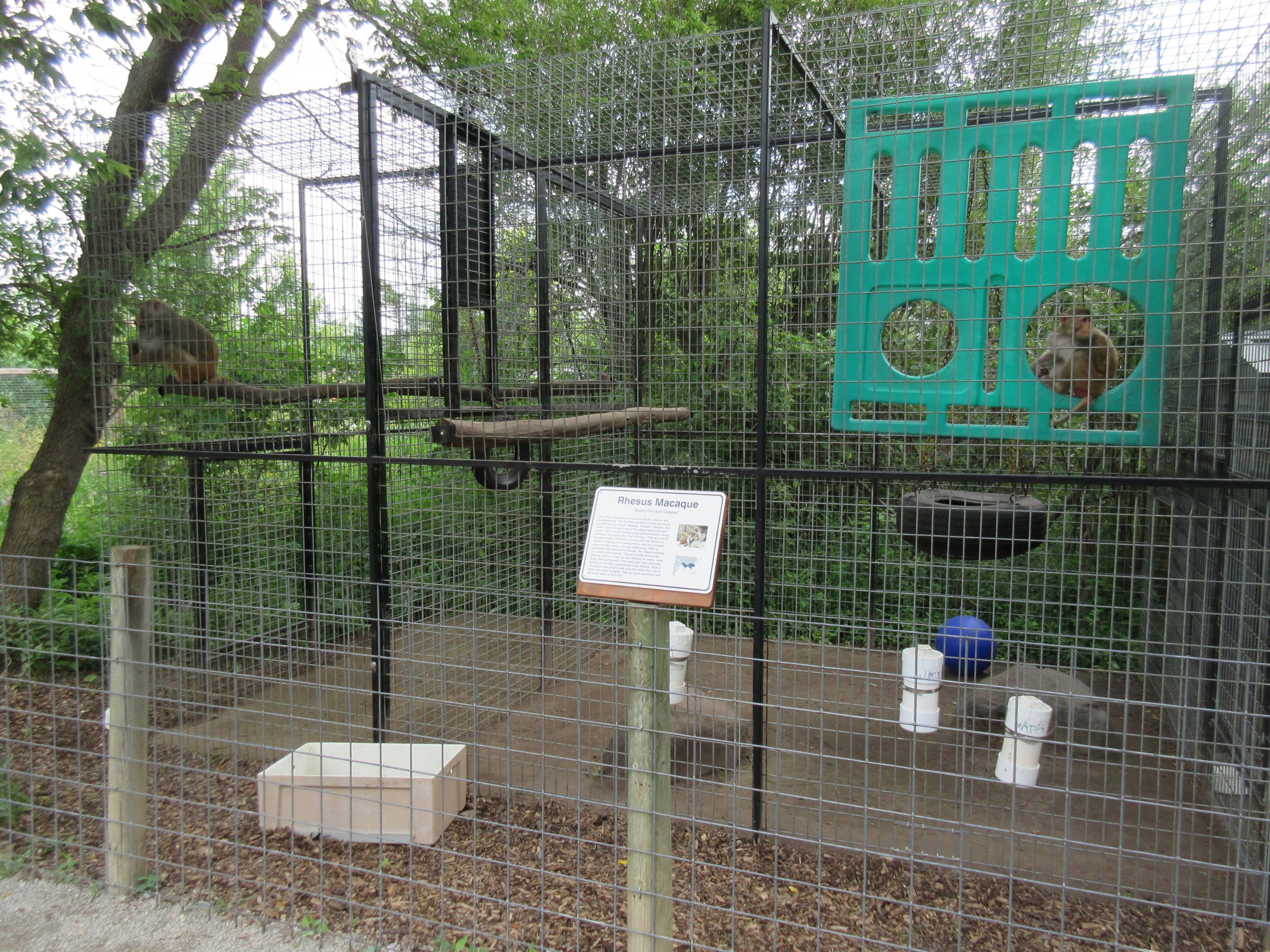 Rhesus Macaque Exhibit