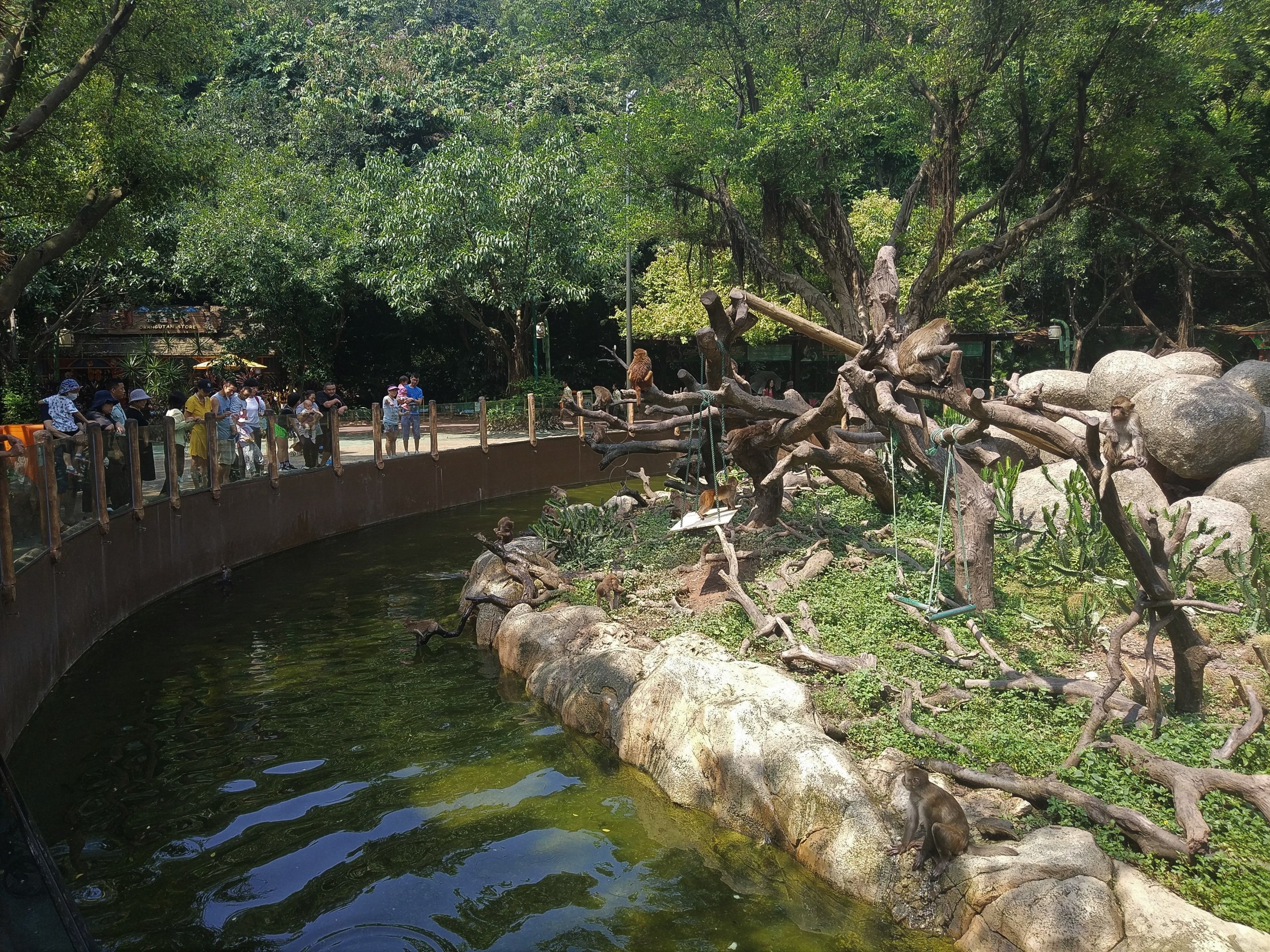 Rhesus Macaque Exhibit