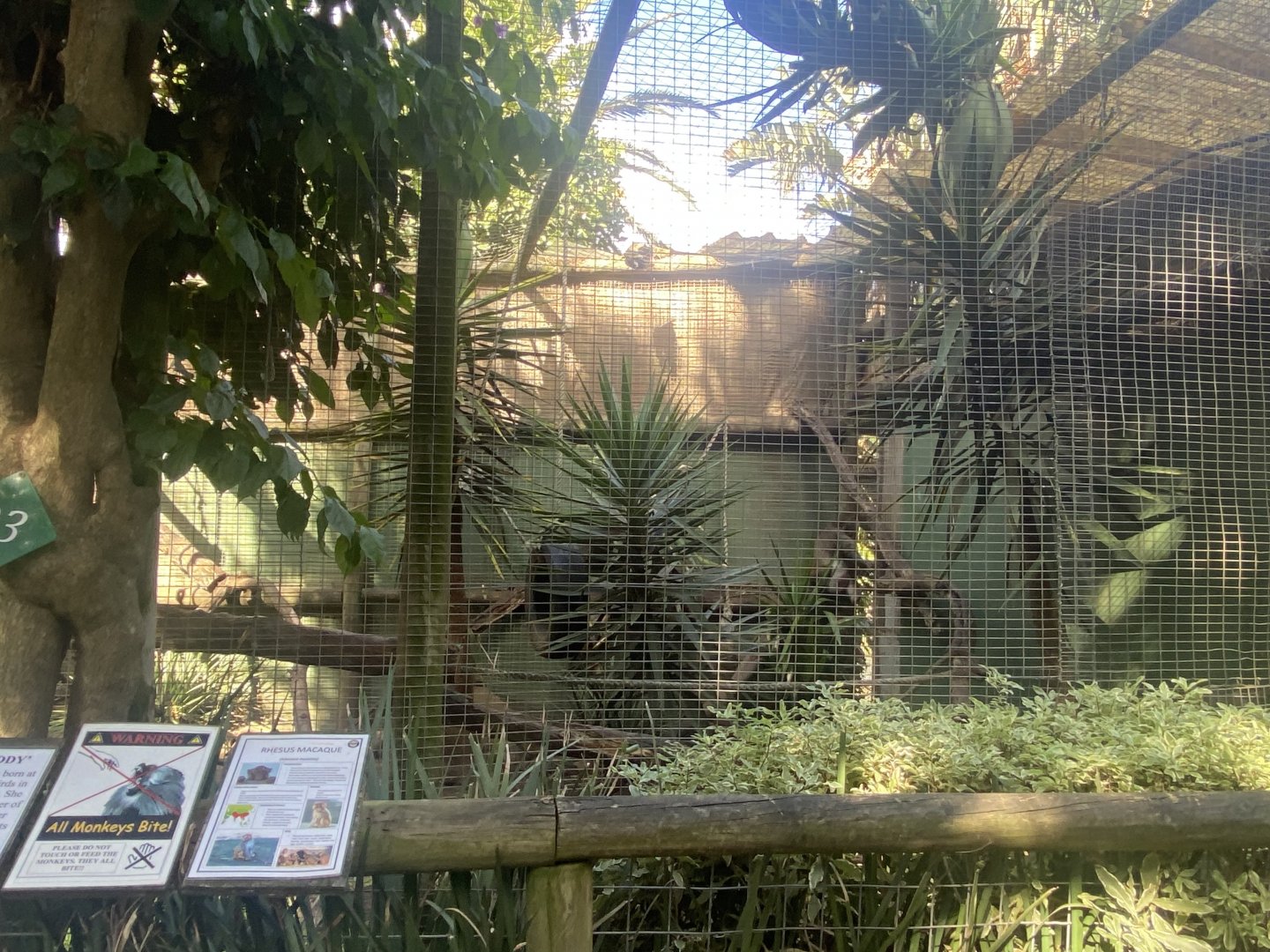 Rhesus Macaque Exhibit