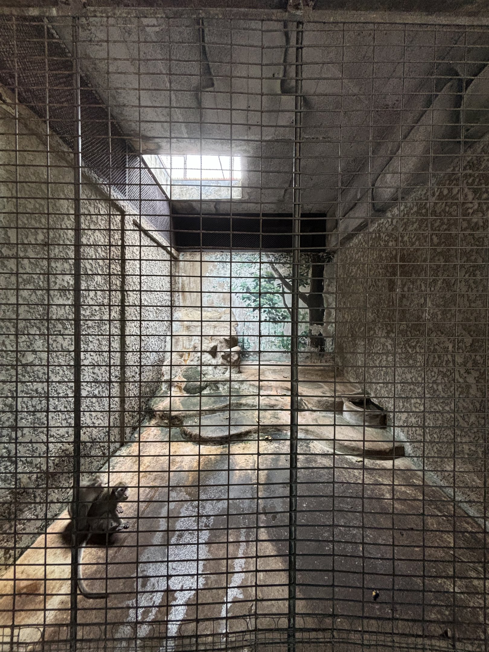 Rhesus Macaque Exhibit