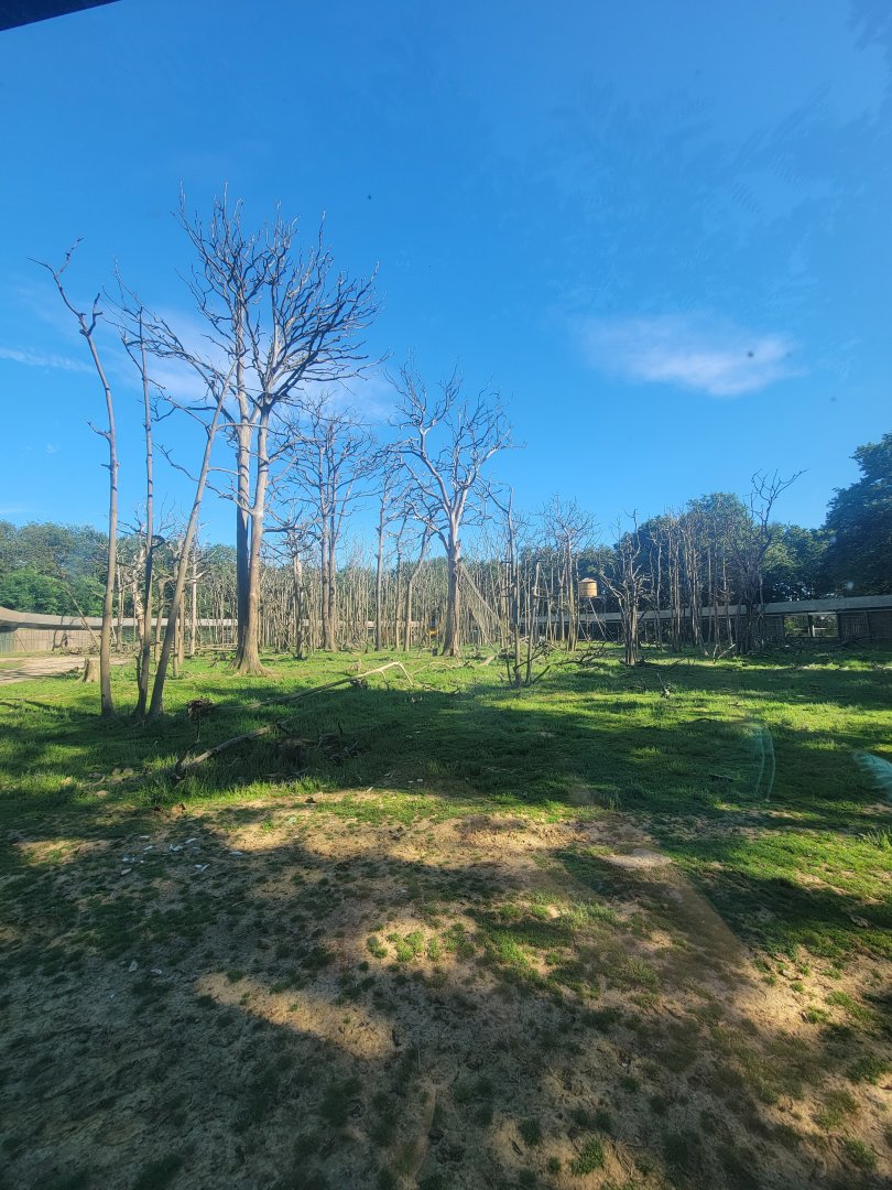 Rhesus Macaque Exhibit