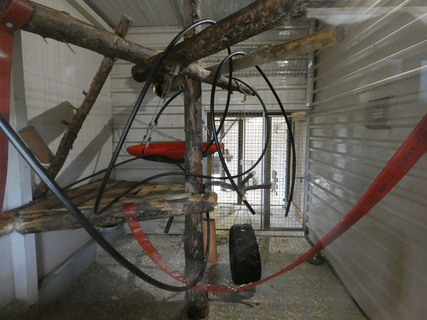 Rhesus macaque indoor enclosure