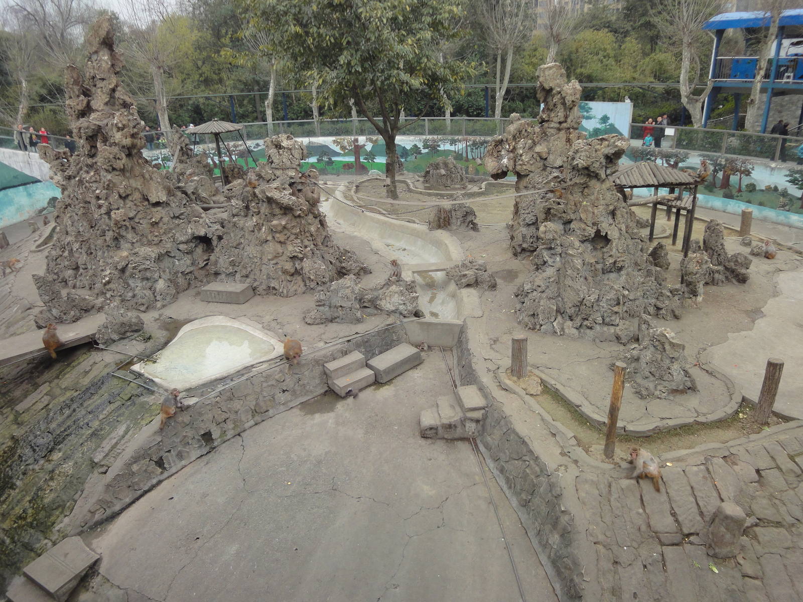 Rhesus Macaque Island