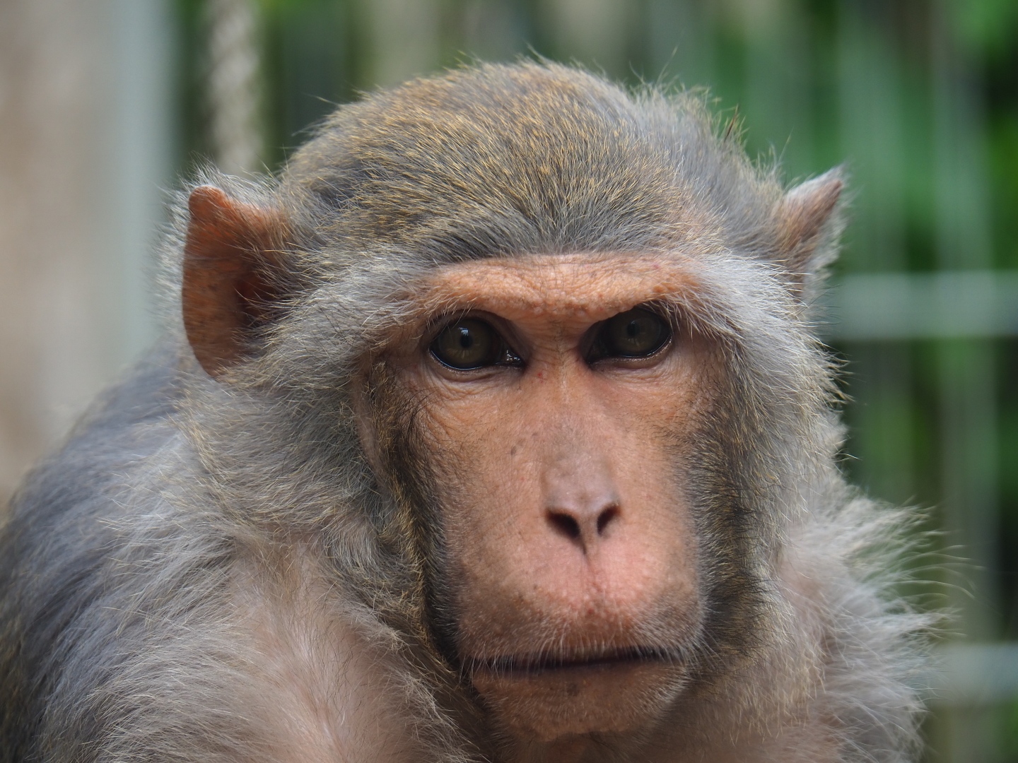 Rhesus macaque (Macaca mulatta), 2019-05-25