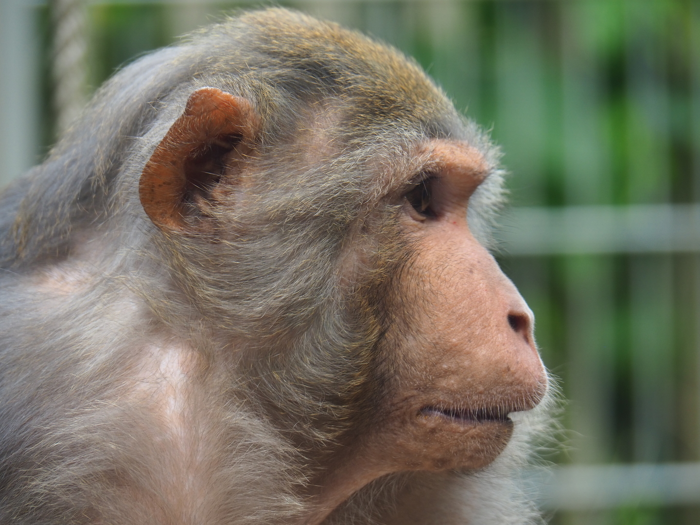 Rhesus macaque (Macaca mulatta), 2019-05-25
