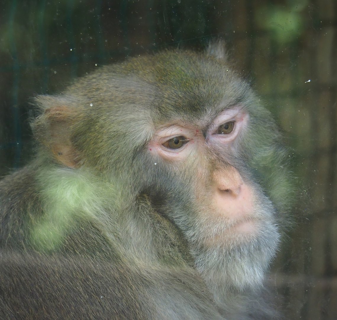 Rhesus macaque (Macaca mulatta), 2023-06-24