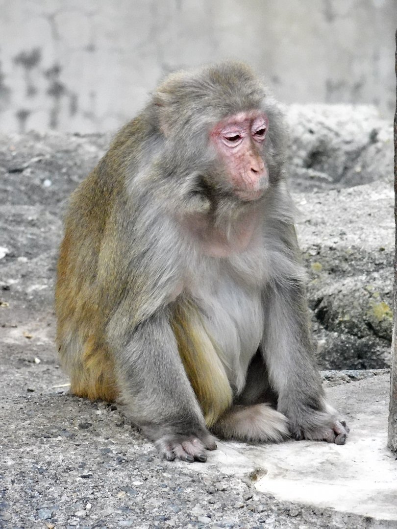 Rhesus Macaque (Macaca mulatta) October 4, 2025