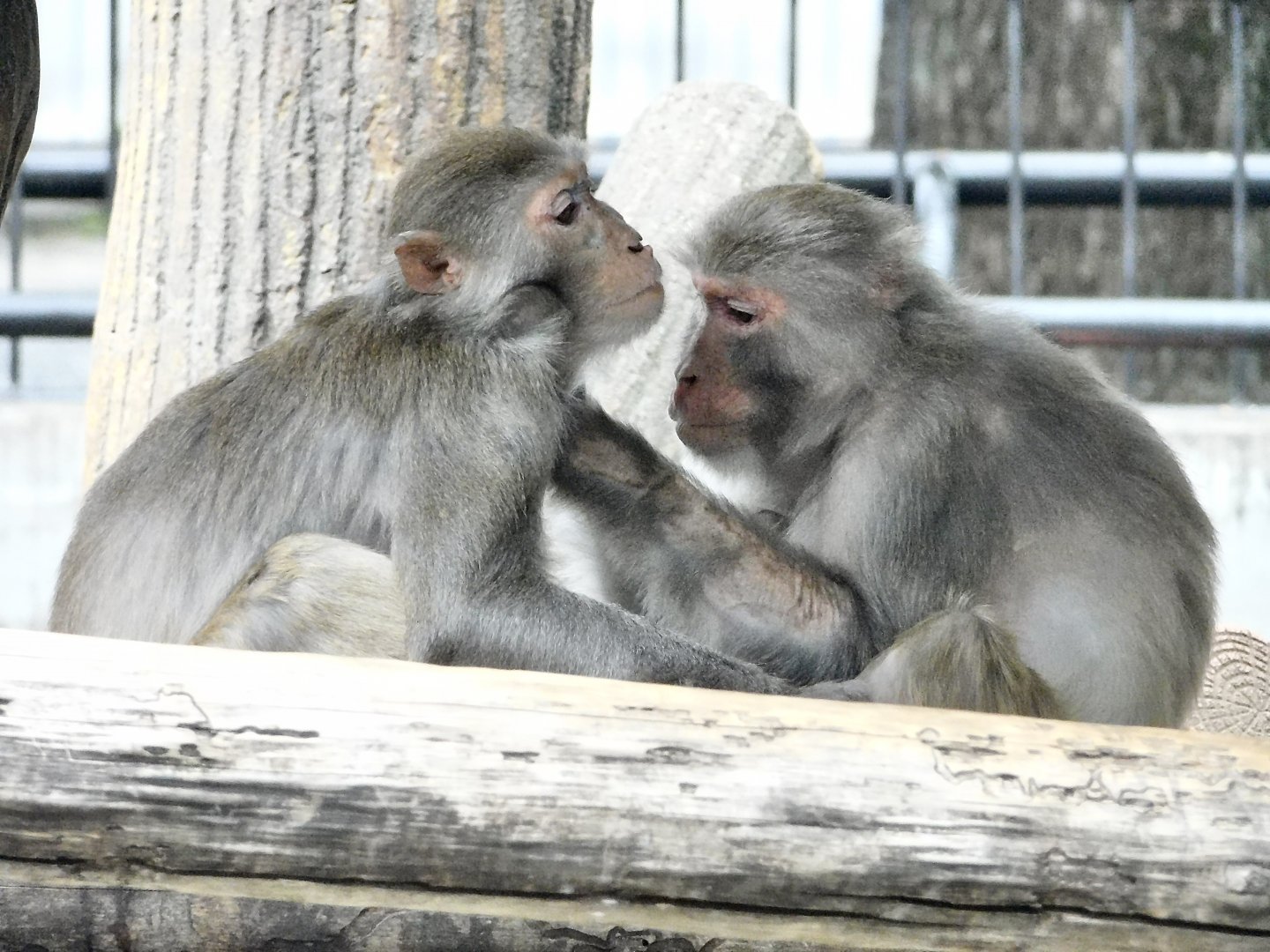 Rhesus Macaque (Macaca mulatta) October 4, 2025
