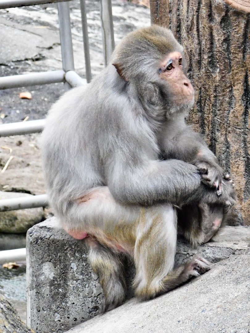 Rhesus Macaque (Macaca mulatta) October 4, 2025