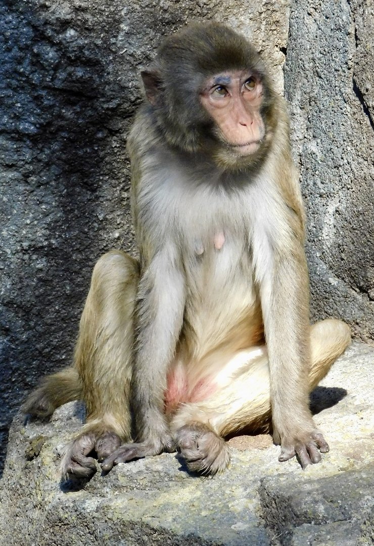 Rhesus Macaque (Macaca mulatta) - Tobu Zoo November 15, 2025