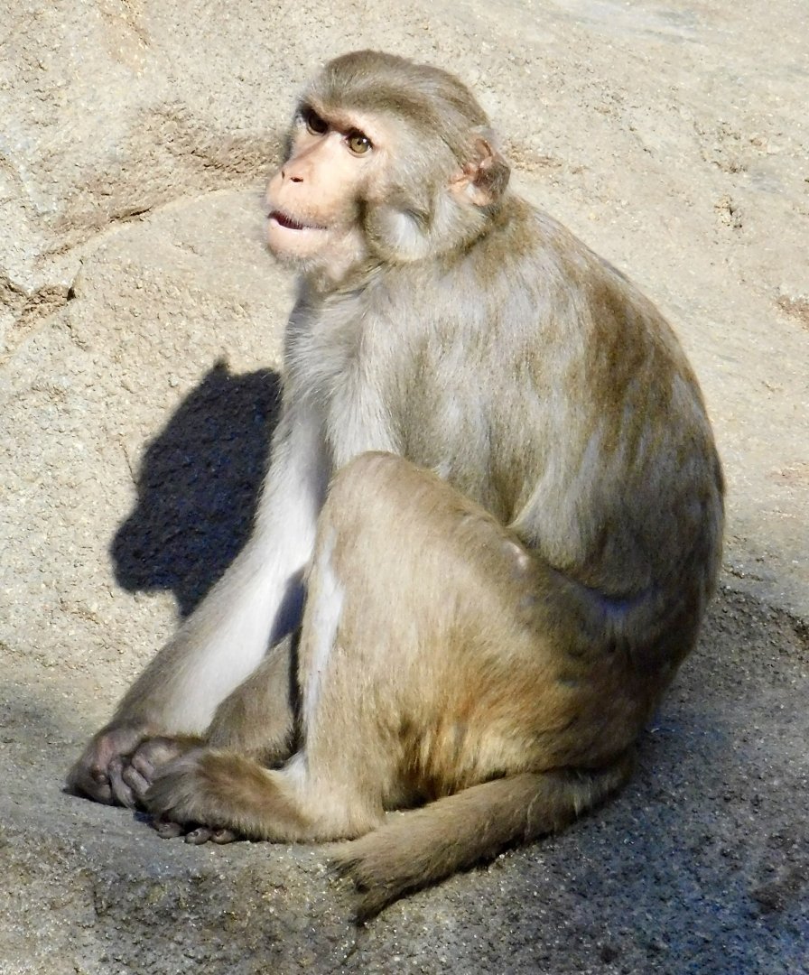 Rhesus Macaque (Macaca mulatta) - Tobu Zoo November 15, 2025