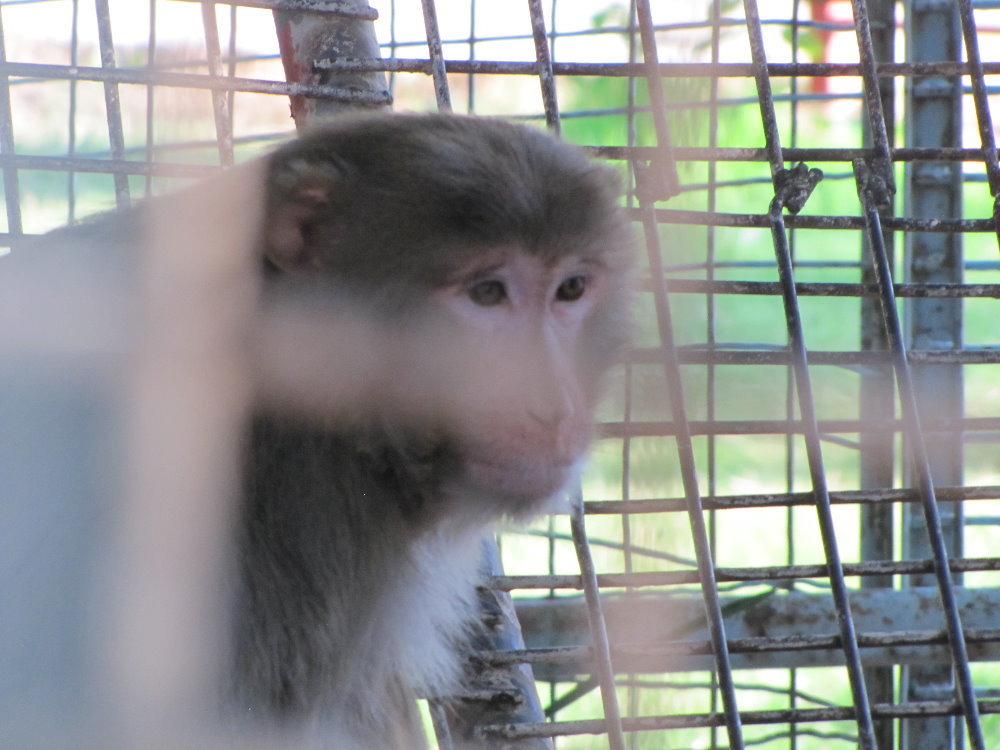 Rhesus macaque(Macaca mulatta)