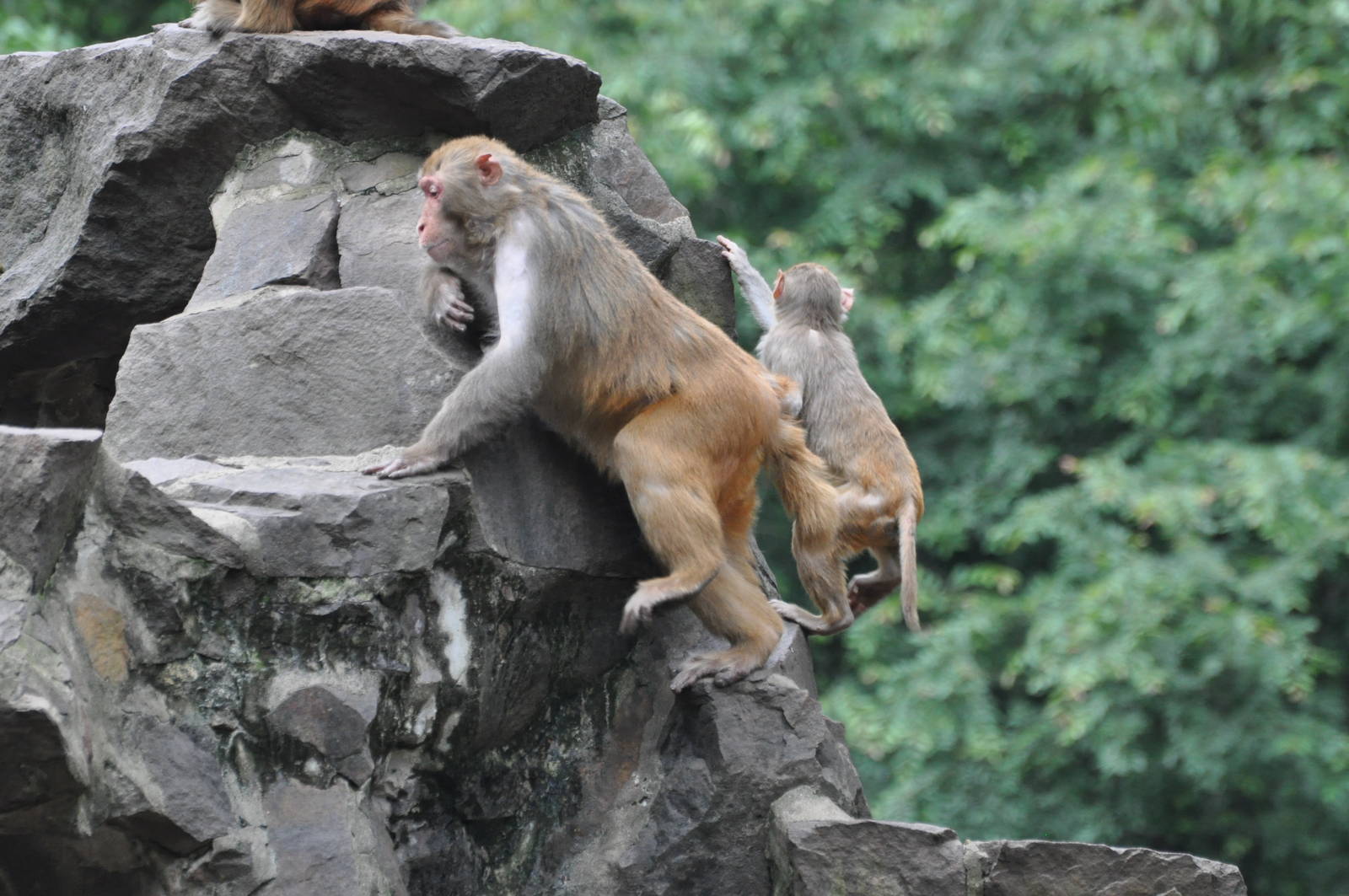 Rhesus macaque/ Macaca mulatta