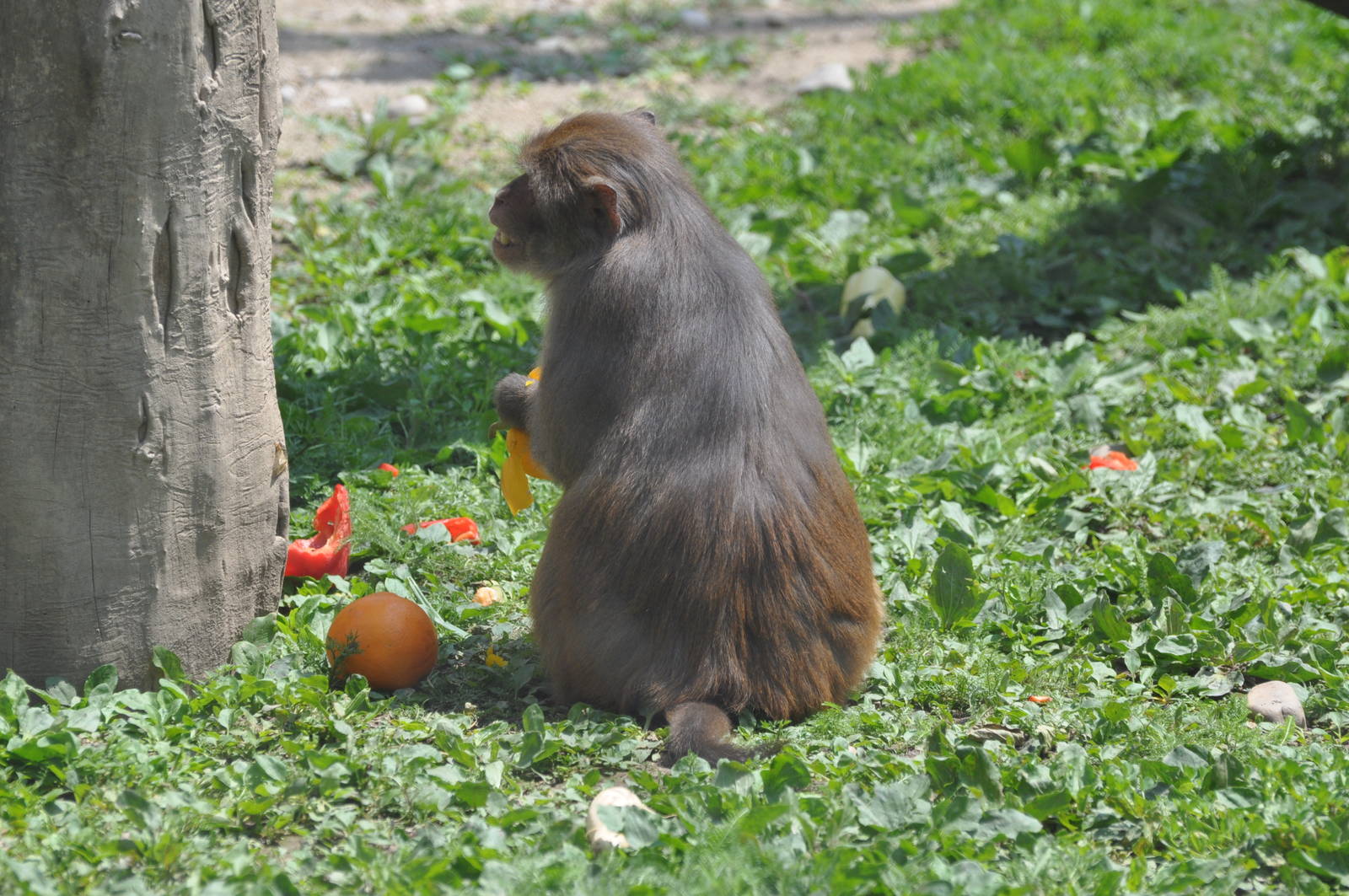 Rhesus macaque/ Macaca mulatta