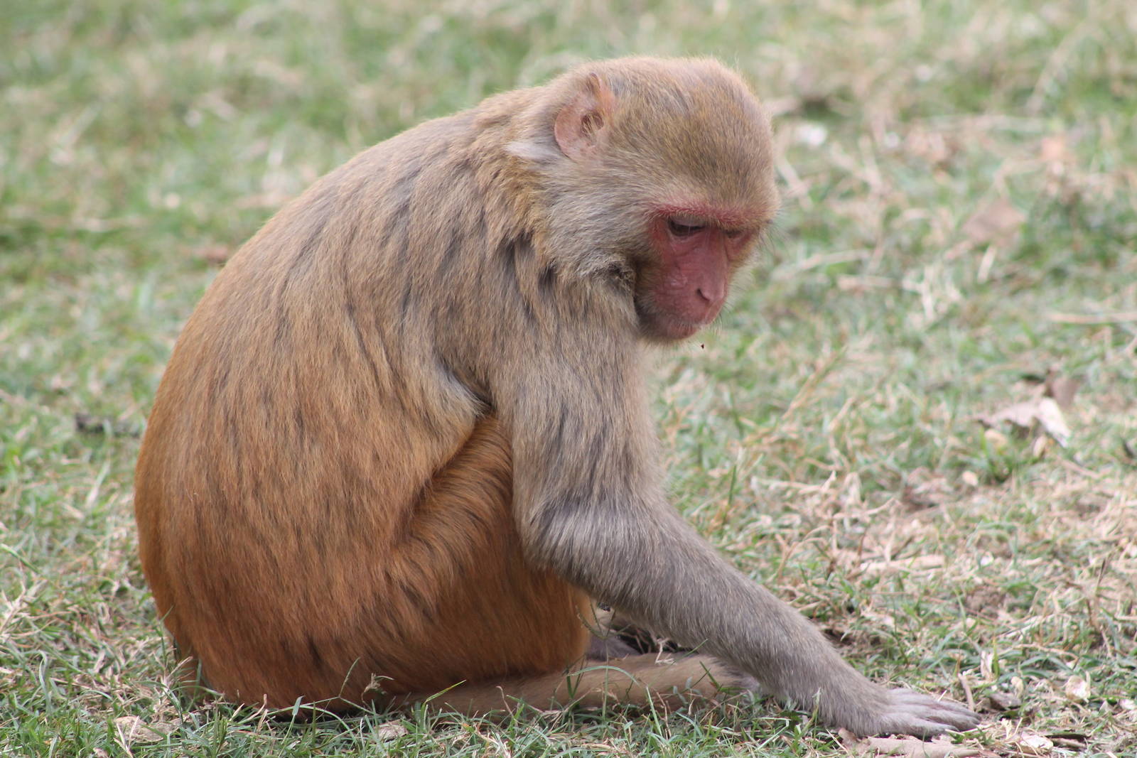 rhesus macaque (Macaca mulatta)