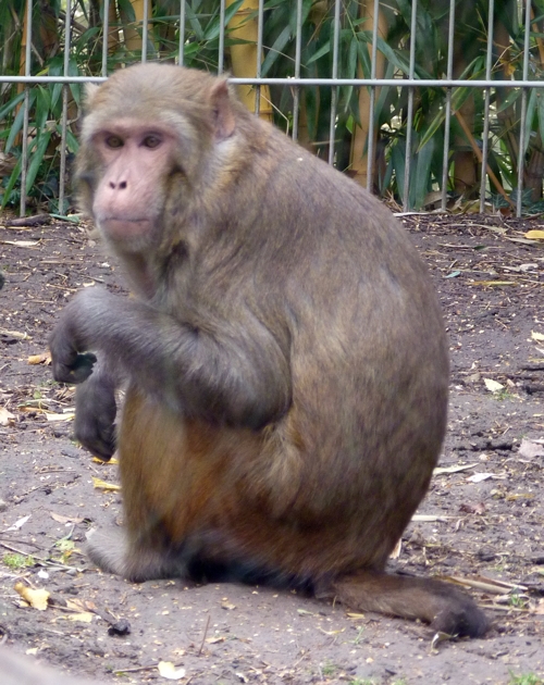 Rhesus macaque (Macaca mulatta)